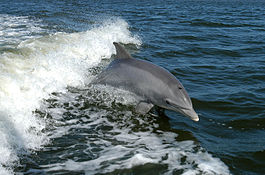 Дельфин Цитаты