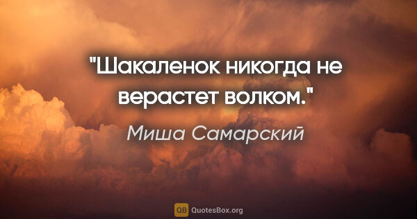 Миша Самарский цитата: "Шакаленок никогда не верастет волком."