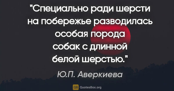 Ю.П. Аверкиева цитата: "Специально ради шерсти на побережье разводилась особая порода..."