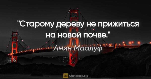 Амин Маалуф цитата: "Старому дереву не прижиться на новой почве."