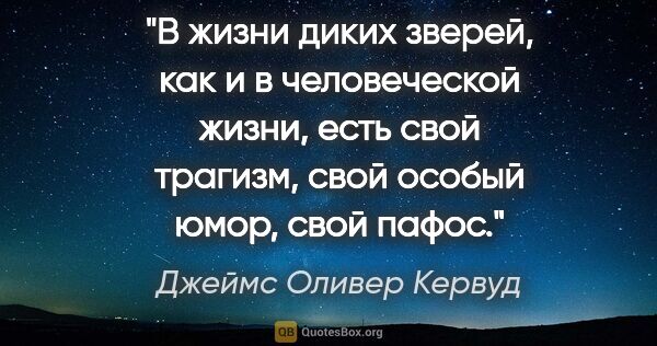 Джеймс Оливер Кервуд цитата: "В жизни диких зверей, как и в человеческой жизни, есть свой..."