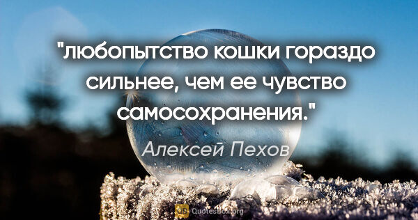 Алексей Пехов цитата: "любопытство кошки гораздо сильнее, чем ее чувство самосохранения."