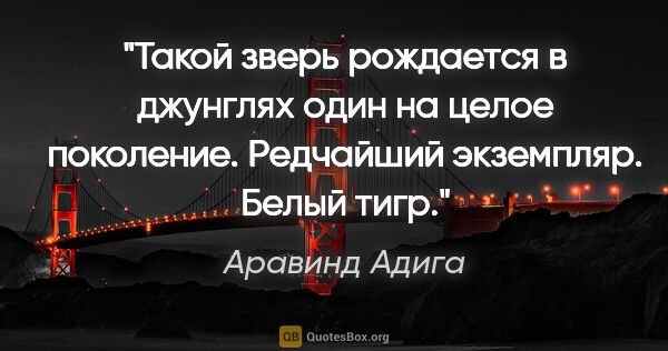 Аравинд Адига цитата: "Такой зверь рождается в джунглях один на целое поколение...."