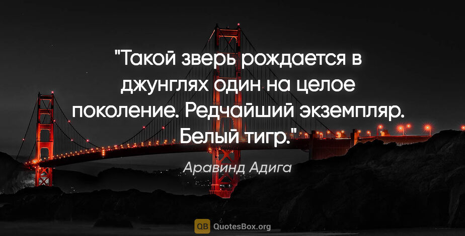 Аравинд Адига цитата: "Такой зверь рождается в джунглях один на целое поколение...."