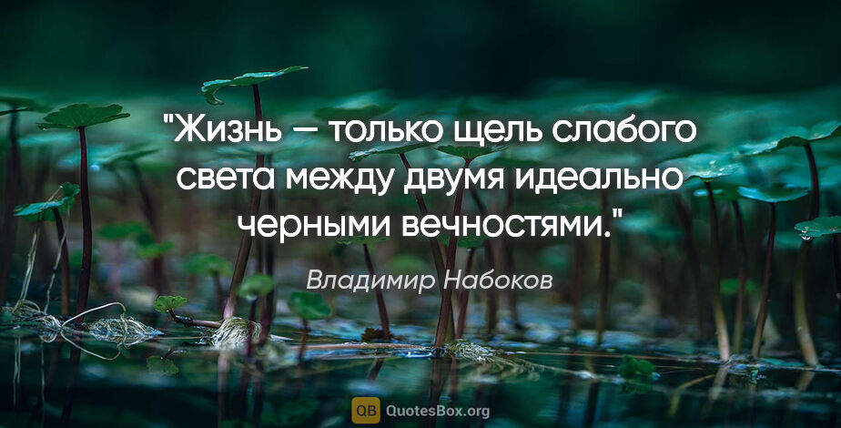 Владимир Набоков цитата: "Жизнь — только щель слабого света между двумя идеально черными..."