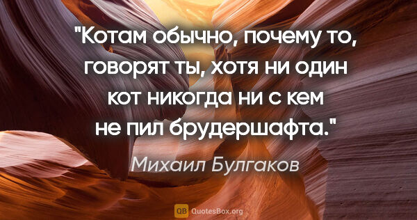 Михаил Булгаков цитата: "Котам обычно, почему то, говорят "ты", хотя ни один кот..."