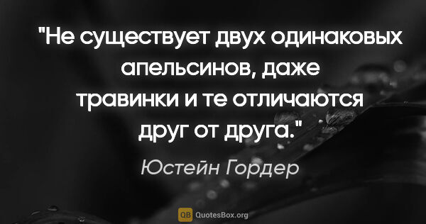 Юстейн Гордер цитата: "Не существует двух одинаковых апельсинов, даже травинки и те..."