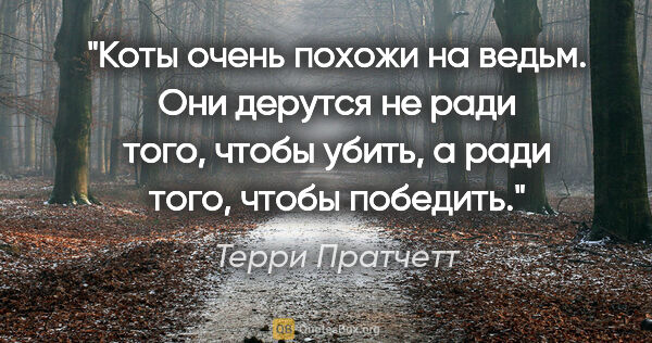 Терри Пратчетт цитата: "Коты очень похожи на ведьм. Они дерутся не ради того, чтобы..."