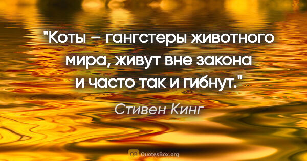 Стивен Кинг цитата: "Коты – гангстеры животного мира, живут вне закона и часто так..."