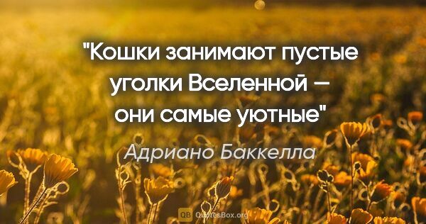 Адриано Баккелла цитата: "Кошки занимают пустые уголки Вселенной — они самые уютные"