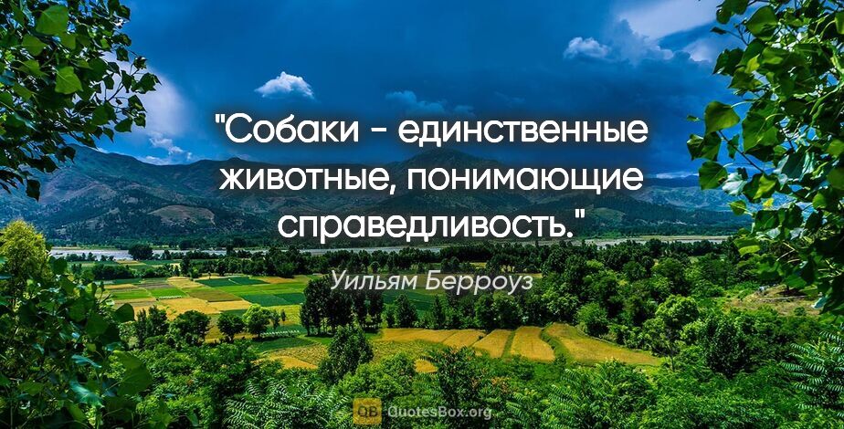 Уильям Берроуз цитата: "Собаки - единственные животные, понимающие справедливость."