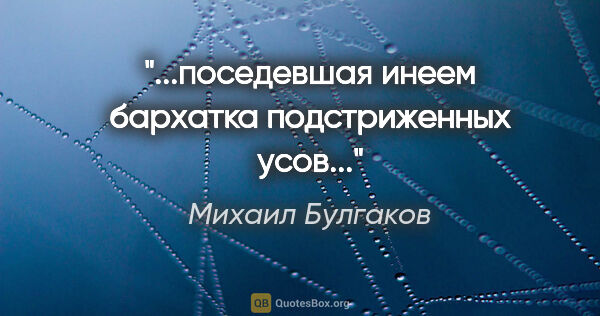 Михаил Булгаков цитата: "...поседевшая инеем бархатка подстриженных усов..."