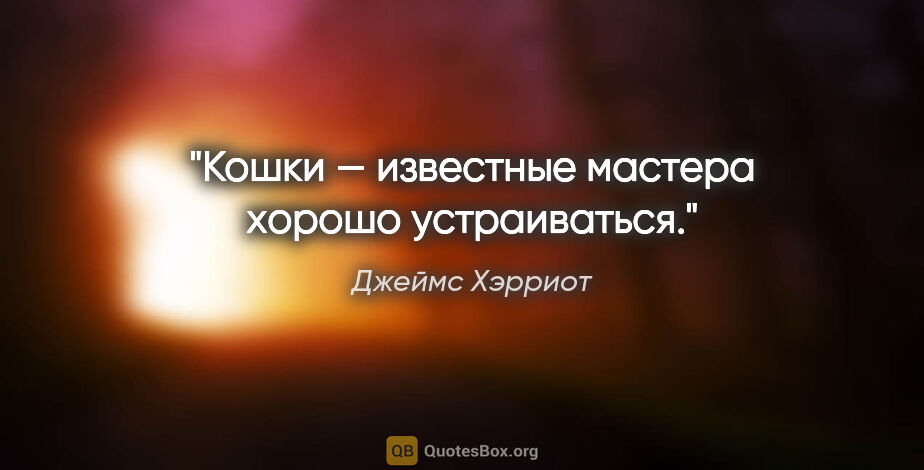 Джеймс Хэрриот цитата: "Кошки — известные мастера хорошо устраиваться."