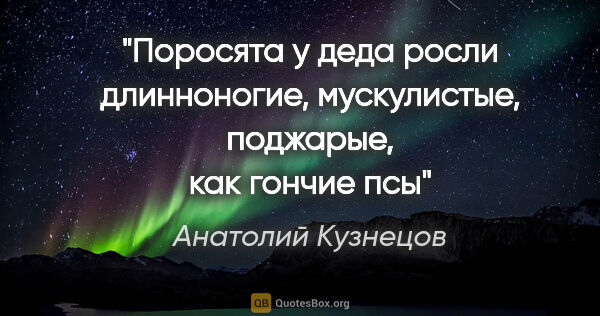Анатолий Кузнецов цитата: "Поросята у деда росли длинноногие, мускулистые, поджарые, как..."