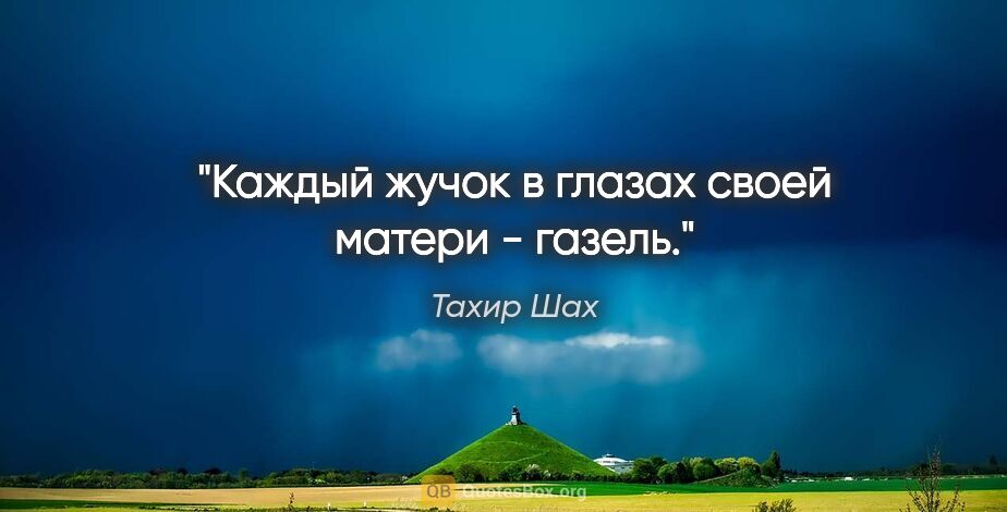 Тахир Шах цитата: "Каждый жучок в глазах своей матери - газель."