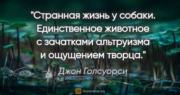 Джон Голсуорси цитата: "Странная жизнь у собаки. Единственное животное с зачатками..."