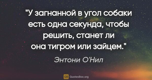 Энтони О'Нил цитата: "У загнанной в угол собаки есть одна секунда, чтобы решить,..."