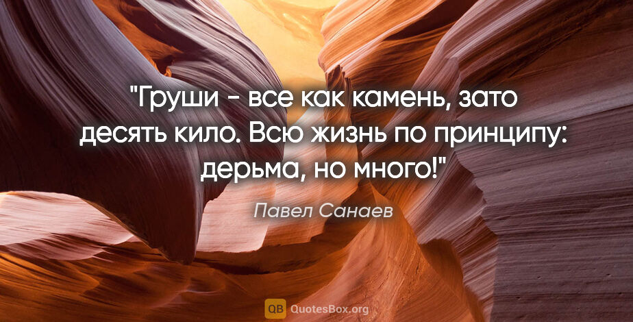 Павел Санаев цитата: "Груши - все как камень, зато десять кило. Всю жизнь по..."