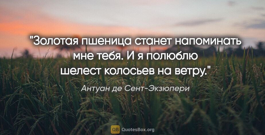 Антуан де Сент-Экзюпери цитата: "Золотая пшеница станет напоминать мне тебя. И я полюблю шелест..."