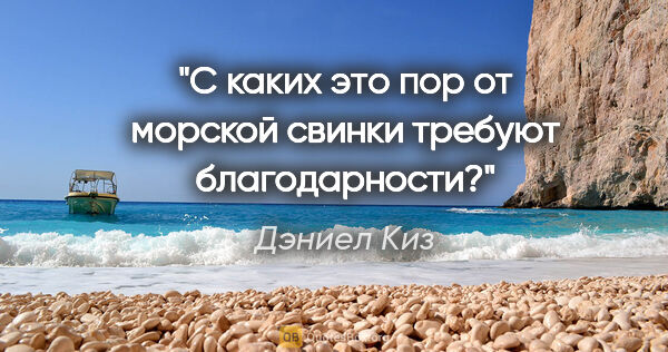 Дэниел Киз цитата: "С каких это пор от морской свинки требуют благодарности?"