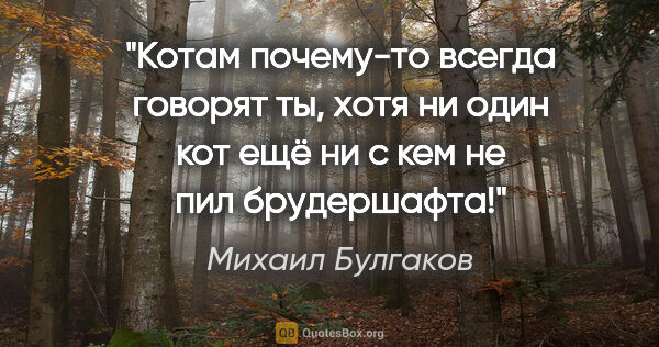 Михаил Булгаков цитата: "Котам почему-то всегда говорят «ты», хотя ни один кот ещё ни с..."