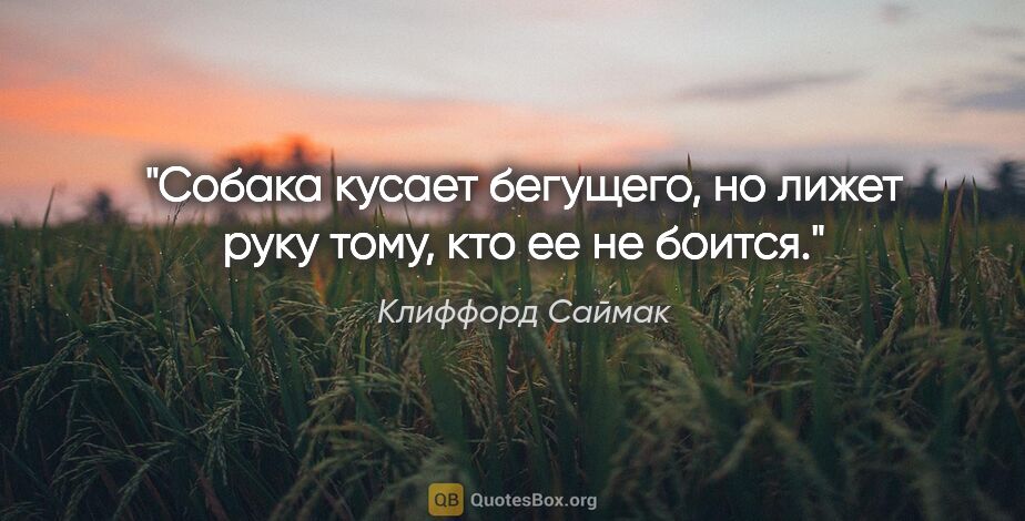 Клиффорд Саймак цитата: "Собака кусает бегущего, но лижет руку тому, кто ее не боится."