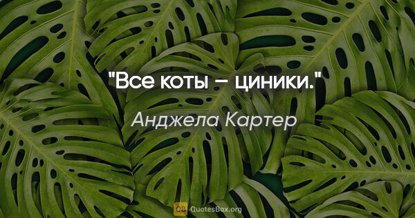 Анджела Картер цитата: "Все коты – циники."