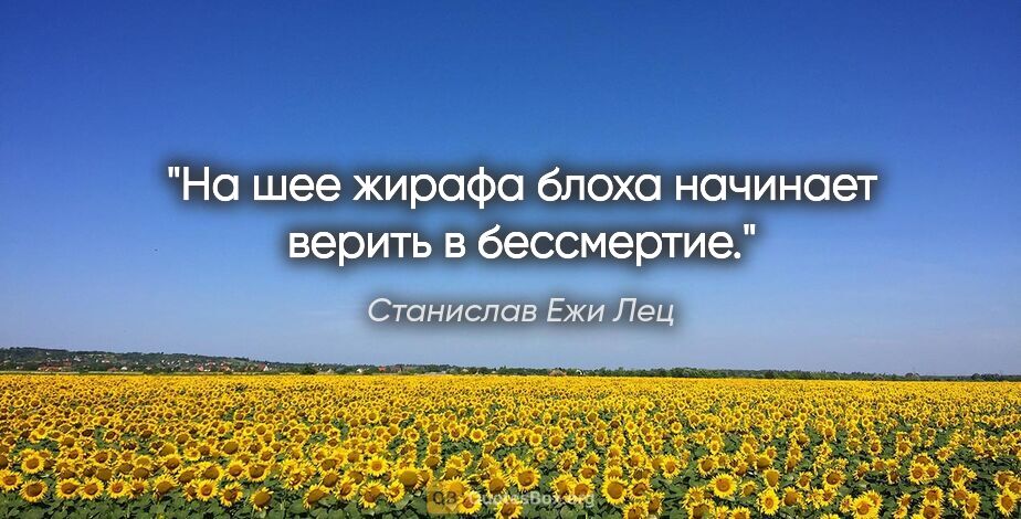 Станислав Ежи Лец цитата: "На шее жирафа блоха начинает верить в бессмертие."