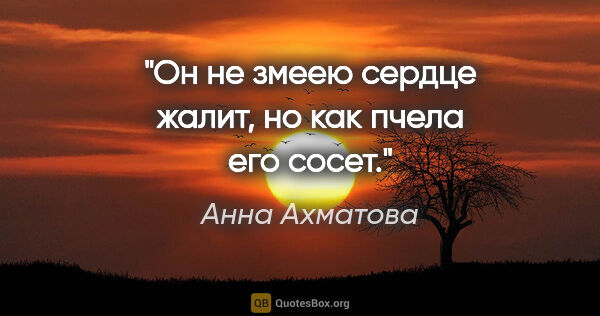 Анна Ахматова цитата: "Он не змеею сердце жалит, но как пчела его сосет."