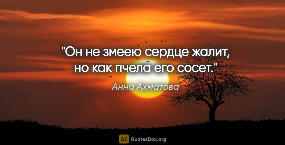 Анна Ахматова цитата: "Он не змеею сердце жалит, но как пчела его сосет."