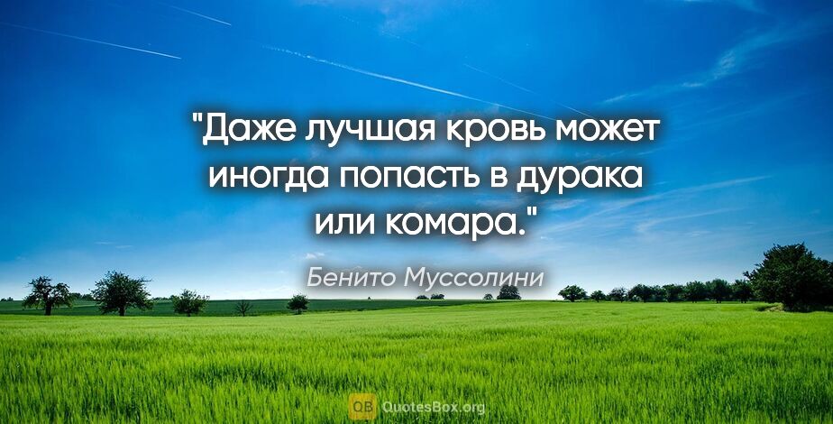 Бенито Муссолини цитата: "Даже лучшая кровь может иногда попасть в дурака или комара."