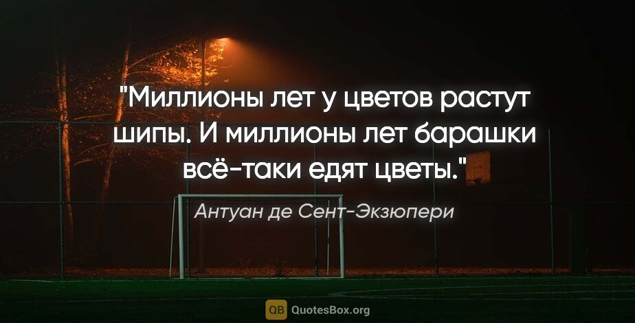 Антуан де Сент-Экзюпери цитата: "Миллионы лет у цветов растут шипы. И миллионы лет барашки..."