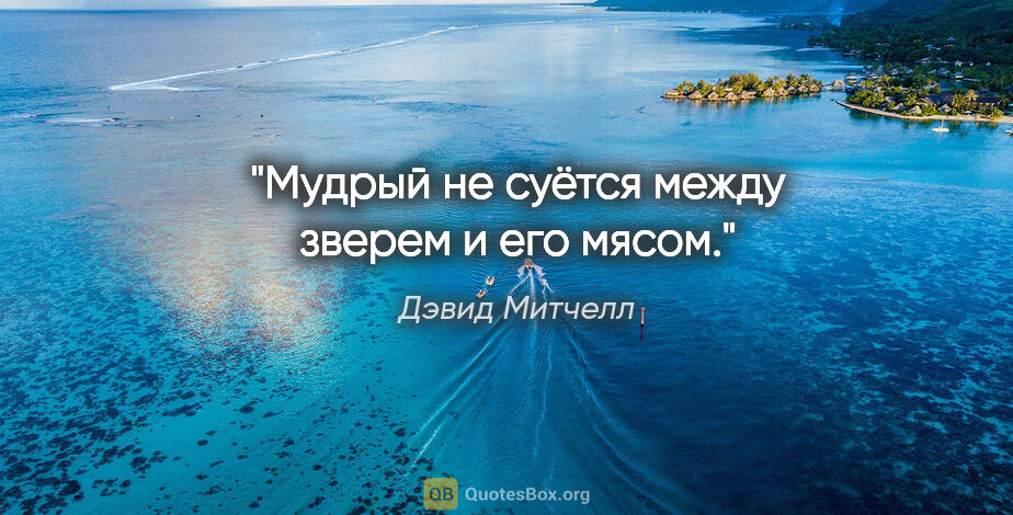 Дэвид Митчелл цитата: "Мудрый не суётся между зверем и его мясом."