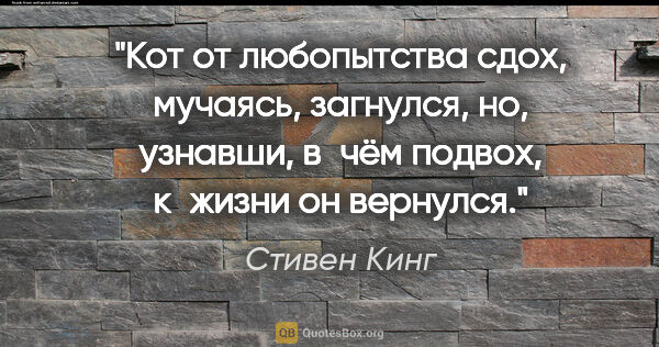 Стивен Кинг цитата: "Кот от любопытства сдох, мучаясь, загнулся, но, узнавши, в чём..."