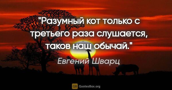 Евгений Шварц цитата: "Разумный кот только с третьего раза слушается, таков наш обычай."