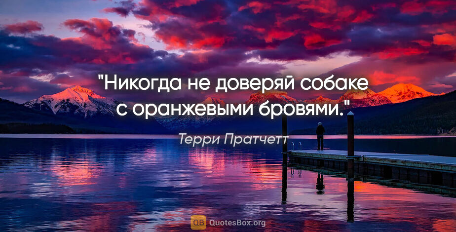 Терри Пратчетт цитата: "Никогда не доверяй собаке с оранжевыми бровями."