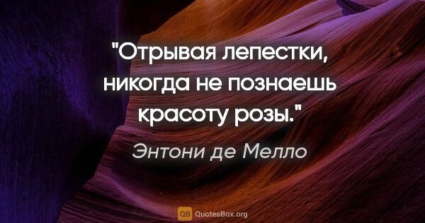 Энтони де Мелло цитата: "Отрывая лепестки, никогда не познаешь красоту розы."